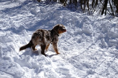 狗狗小狗冬天的雪