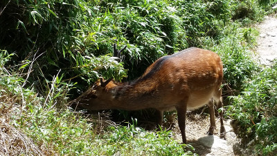 药师