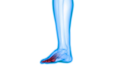 人体骨骼骨骼关节疼痛解剖学