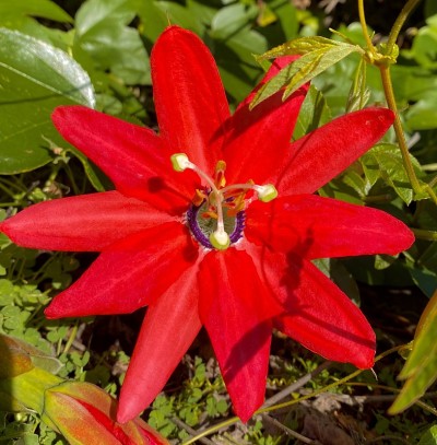 百香果花