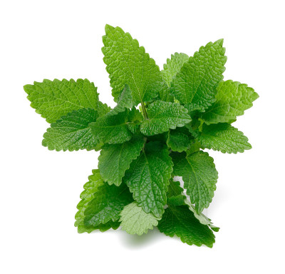 一束香蜂草或梅丽莎植物隔离