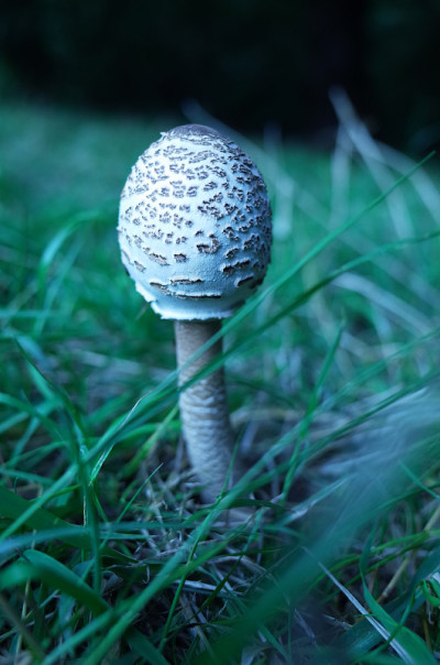 果期阳伞蘑菇