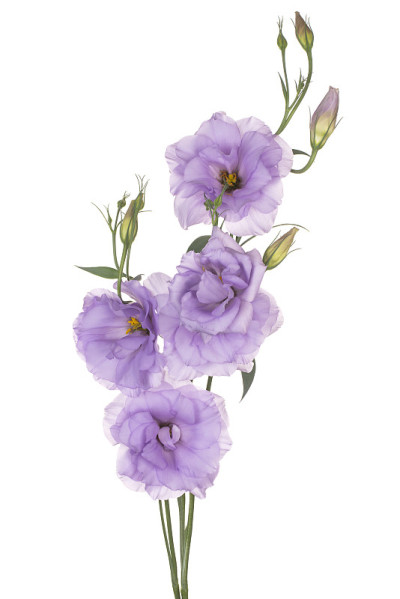 花孤立