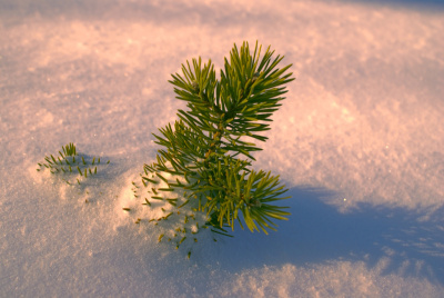 雪中的树枝