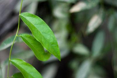 Tiliacora Triandra 或白雅能叶子在树枝上