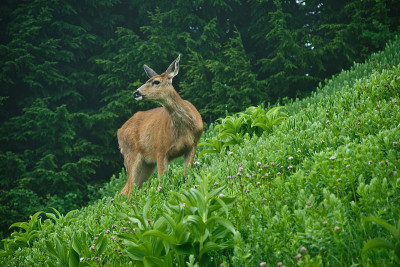 高山草地上的鹿