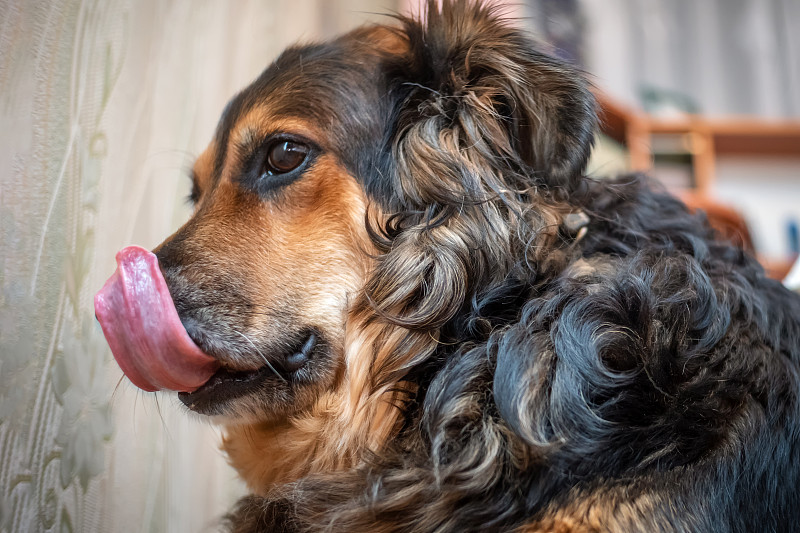 一张德国牧羊犬舔嘴唇的特写照片