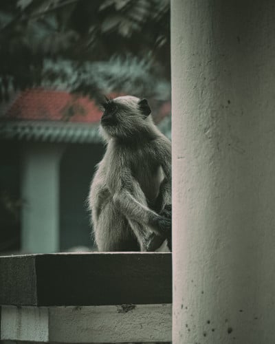 猴子