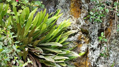 厄瓜多尔埃尔卡加斯国家公园岩石上的植物