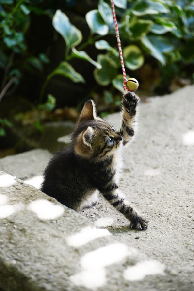 虎斑小猫玩