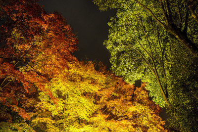 日本花园米福山乐园，秋夜的枫叶景观。