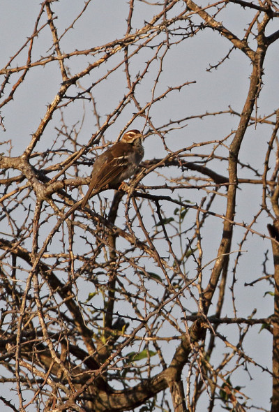 Chestnut-crowned Sparrow-weaver