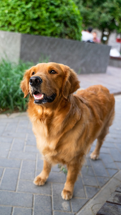 路边的金毛寻回犬
