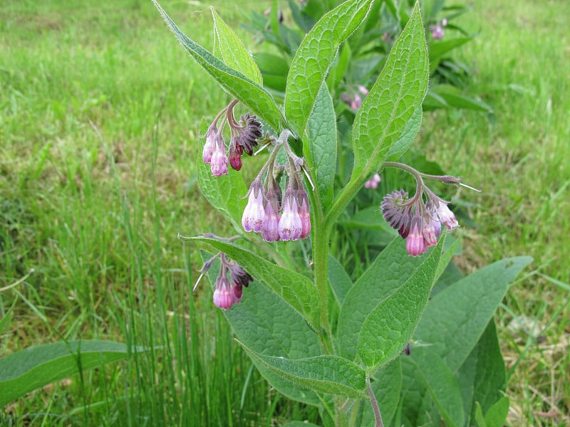 紫草科植物,Symphytum