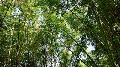 竹福勒斯特