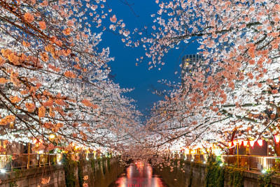 日本东京目黑河上的樱花