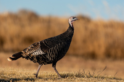 Wild Turkey Foraging for Food in a Farm Field