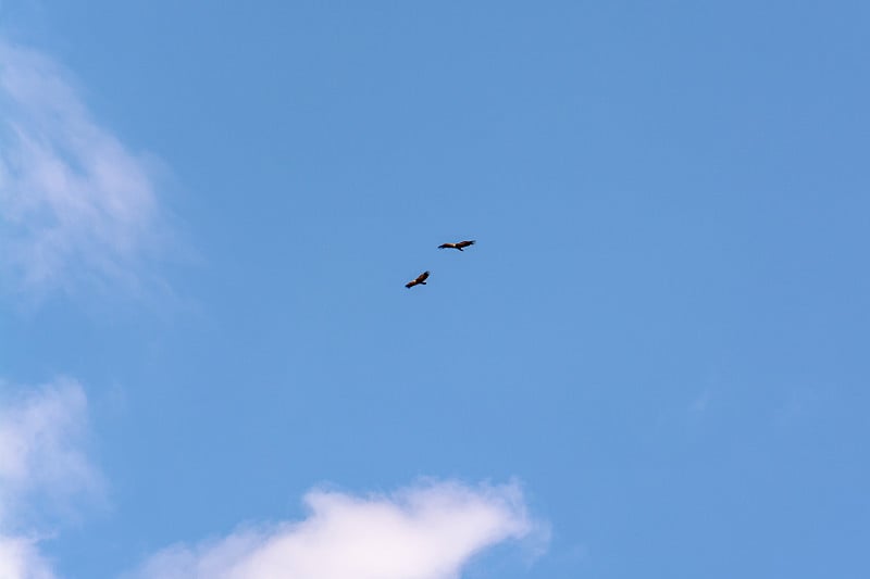 天空中的秃鹫