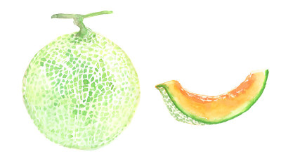 用水彩画的瓜插图