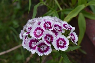 Bartnelke开花