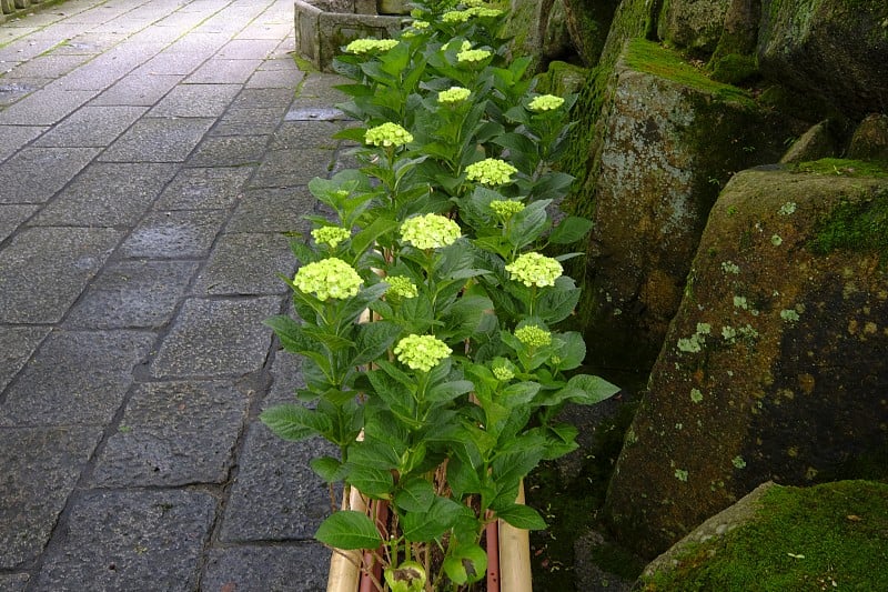 绣球花，长冈市，京都，日本