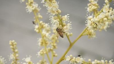 蜜蜂传粉的桂圆