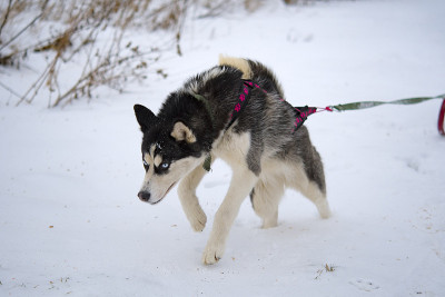培育哈士奇雪橇犬