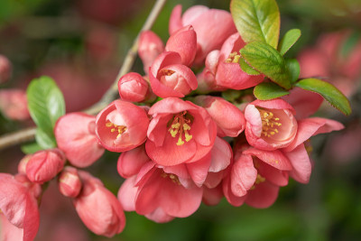 日本木瓜的花