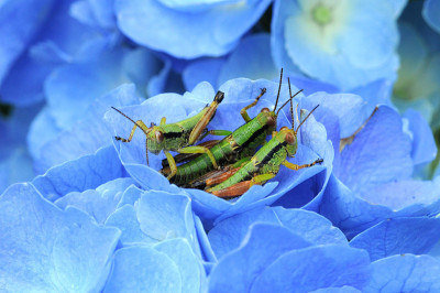 Melanoplinae