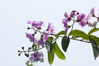 泰国花(Tabak)，盛开的花。选择重点。