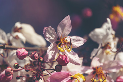 粉红色决明子花与蓝天，粉红色花