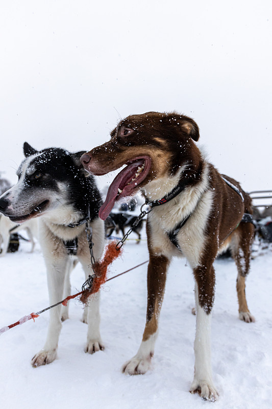 狗在雪地里拉雪橇
