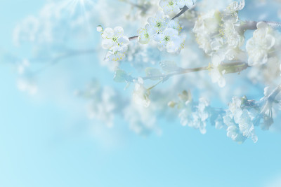 春天的背景。蓝色背景上的樱花枝。光线集中