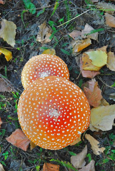 森林里的鹅膏菌