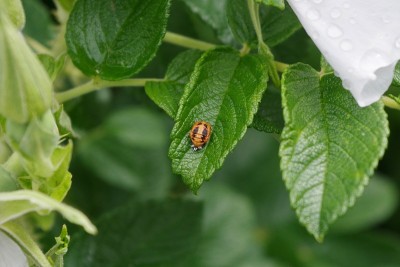 在英国的一个公园里，花衣甲虫的幼虫正在吸食一丛玫瑰
