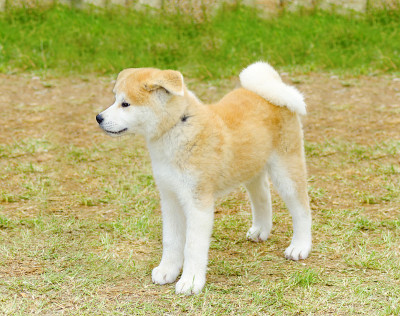 秋田犬