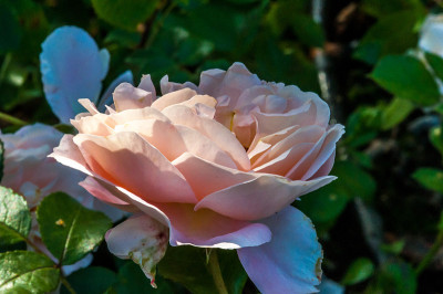 Sängerhäuser Jubiläumsrose，芬兰坦佩雷植物园