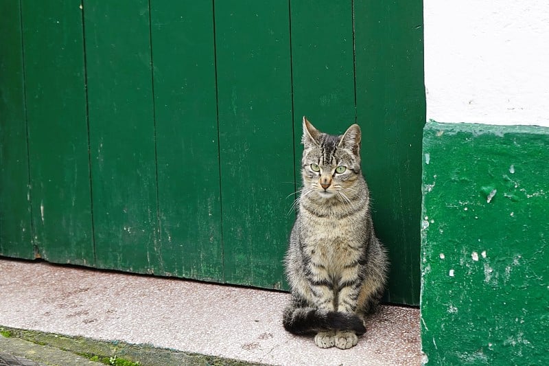 只流浪猫