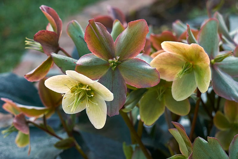 Helleborus