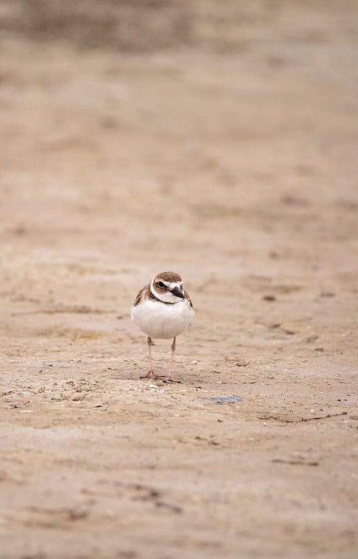 威尔逊狙击滨鸟Charadrius wilsonia