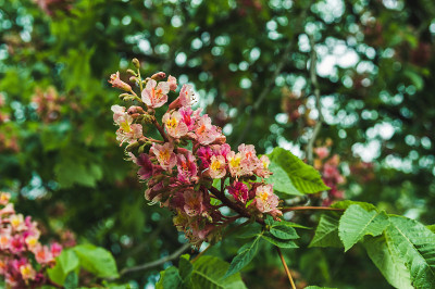5月份开的浅粉色栗子花。