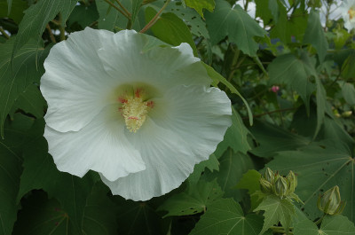 棉花Rosemallow