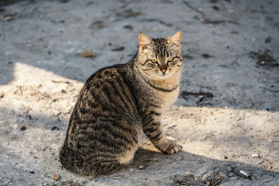 家猫坐着