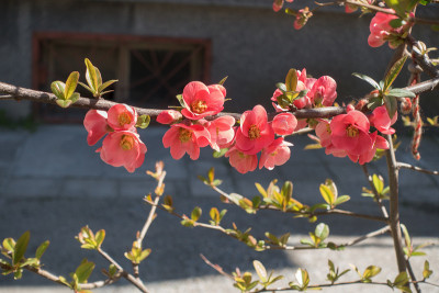 红花日本木瓜