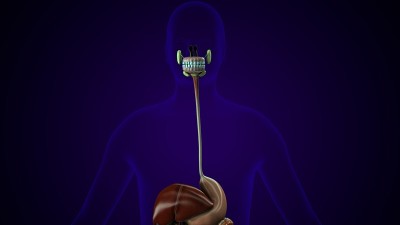 人体腺体解剖的3d插图。