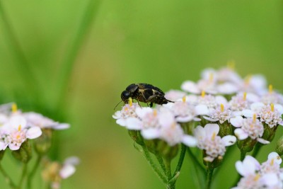 滚花甲虫