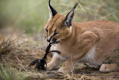 Caracal, caracal caracal, Adult with a Kill, a Cap