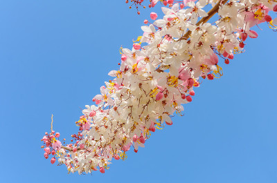 桂花在蓝天