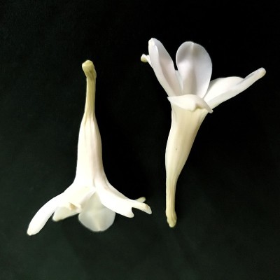 白色块茎状的花