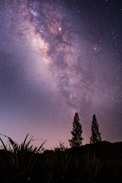 蓝色夜空中星星点点的星云和银河系的宇宙空间全景图。星空下，山上孤独高大的老松树的剪影